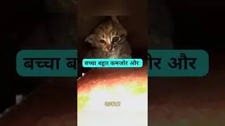 🐱 The Kitten Trapped Inside a Wall for 5 Days 😭❤️ (📷 @kritterclub) #shorts #cat #kitten #pets #cats