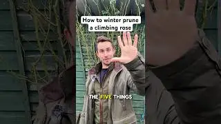 How to winter prune a climbing rose #gardening
