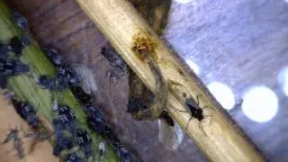 Black bean aphid