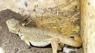 Kladen&iacute; vajec u gamy vousat&eacute; (Pogona viticeps)
