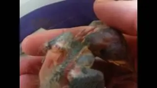 Piepjong klein vogeltje