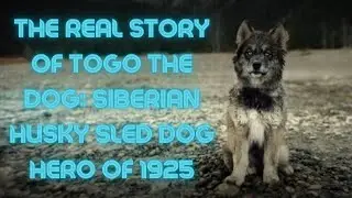 The REAL Story of Togo The Dog: Siberian Husky Sled Dog Hero of 1925