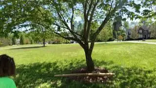 Treehouse trouble
