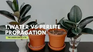 Rubber Plant/Ficus Elastica Propagation from Cuttings | Indoor Plants