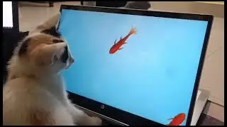 she catching virtual fish🐟🐟🐟 #badammilk #cat #catlover #catholic