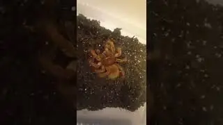 Goliath Birdeater  #animals #arachnids #spider #tarantula #feeding #birdeating #goliath