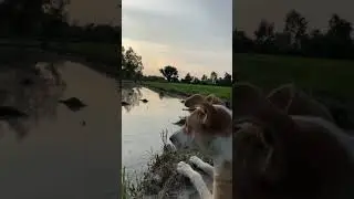 Dogesh Bhai life #petlover #dogeshbhai #viralvideo #villagelife #sunset #farmerlife #hometown #views