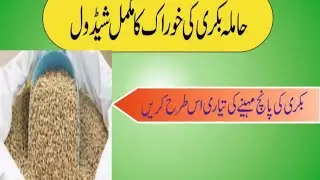 حاملہ بکری کی خوراک کا مکمل شیڈول۔hamla bakri ki khurak ka schedule. hamla bakri ka Wanda.