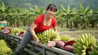 Harvesting Tons of Bananas — Loaded to Go to the Village Market