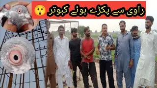 راوی کے پاس سے پکڑے ہوئے کبوتروں کا شوق 😱#pigeonlover #youtubeofficial#views #ustadkalopigeonclub