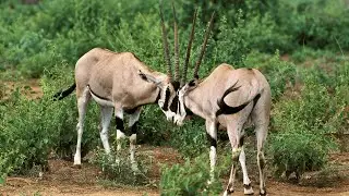 Восточноафриканский орикс (Oryx beisa)