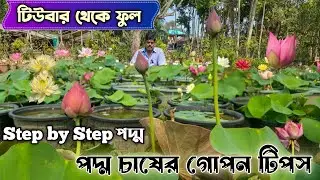 পদ্ম কখন বসাবেন এবং কিভাবে বসাবেন