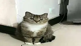 Bring me to Life but its low quality and high pitch