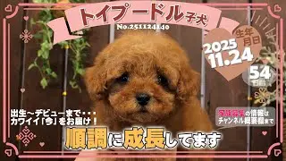 トイプードル子犬｜2025.11.24生（54日齢）④｜レッドフォーン｜女の子｜滋賀県