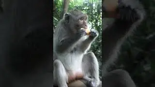 Patty Monkey