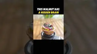 У этого грецкого ореха спрятан мозг #fyp #walnut #america #sciencetok #knowledge
