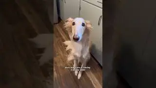 ПЛЮСЫ И МИНУСЫ: иметь сестру-щенка #silkenwindhound #borzopuppy #собаки #плюсыиминусы