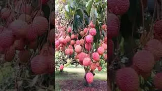 #litchi