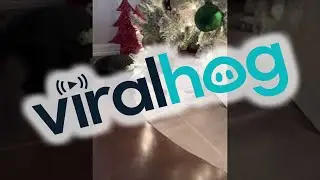 Mat Keeps Kitten From Toy Under Christmas Tree || ViralHog