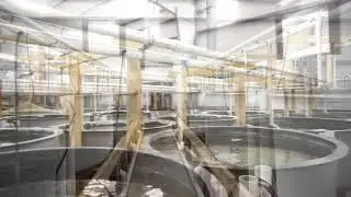 Captive Bred Tropical Fish
