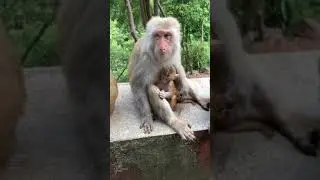 Cute baby monkey 2021