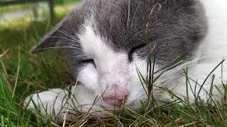 Basically my cat snoring while sleeping