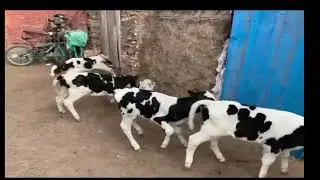 افضل خلطه علف للابقار الحلاب اعملها بنفسك