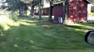 Curious rabbit
