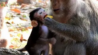 POOR BABY DAX SEEM WANT TO EAT FRUIT , HOW MOM DAISY TEACH HER BABY DAX? |