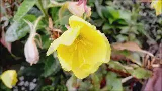 Liliopsida y Magnoliopsida Adiciones