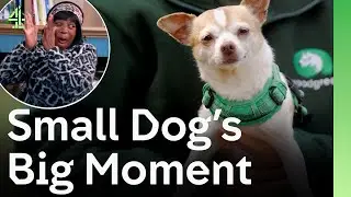 Small Dog Has Big Moment Lifting Woman&rsquo;s Spirit When She Needed It Most | The Dog House 🐶