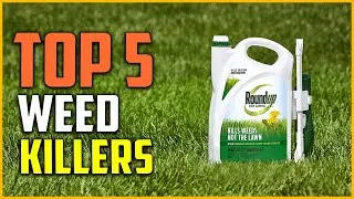Top 5 Best Weed Killers for Lawns Reviews in 2022