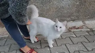Кот моего соседа очень милый и дружелюбный.