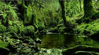 SONS DA FLORESTA, SONS DE RIACHOS SUAVES, CHILREAR DE P&Aacute;SSAROS, SONS RELAXANTES DA NATUREZA