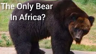 The Only Bear In Africa! Ol Jogi Conservancy