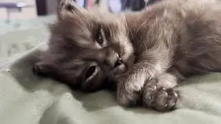 Newborn Maine Coon Kittens- Milkshake n' Ber's first day out! #kitten #cat #mainecoon #cute