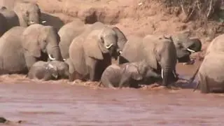 Elephant Migration 1