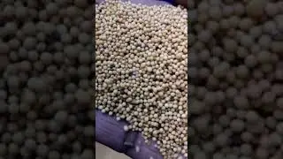 ✅ Yellow Mustard Color Sorter Machine - ☎️ Call @+919994399996 /+91 9600662478