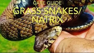 GRASS SNAKES & VIPERINE SNAKES (natrix): how to keep grass snakes
