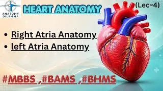 | TOPIC : right Atria  anatomy ,left Atria anatomy | cardiovascular system | bams anatomy | 