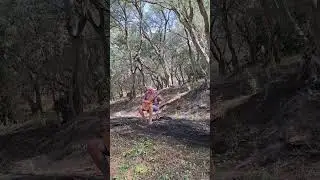 Olive Grove - Zygos - Corfu - Insect Attack