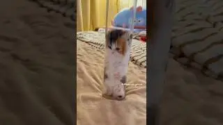 The kitten Leap towards you 😻💕 #cute #kitten #cat #meow