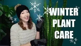 WINTER PLANT CARE TIPS - How to keep house plants alive over the winter season.