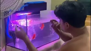 Goldfish tank in house 🏠 #subscribe #shortvideo #fish #bettafish #funny #betta #baby #food #cooking