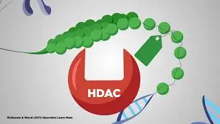 How is epigenetics involved in the auditory system&rsquo;s role in learning and memory?