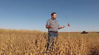 A close look at white mold in soybeans