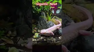 My Newts got big and fat.