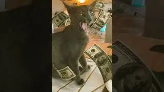 Cat vs 💰 | Kitsch Kitsch Kitsch #cat #shorts #catshorts #catlover #ringodanyan #sonyakisa8 #kitsch