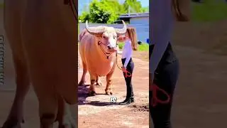 Красивый и редкий вид буйволов найден в Таиланде 😳 !!!