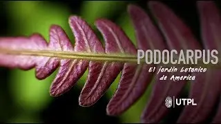 REPORTAJE PARQUE NACIONAL PODOCARPUS 4K | 3840p
